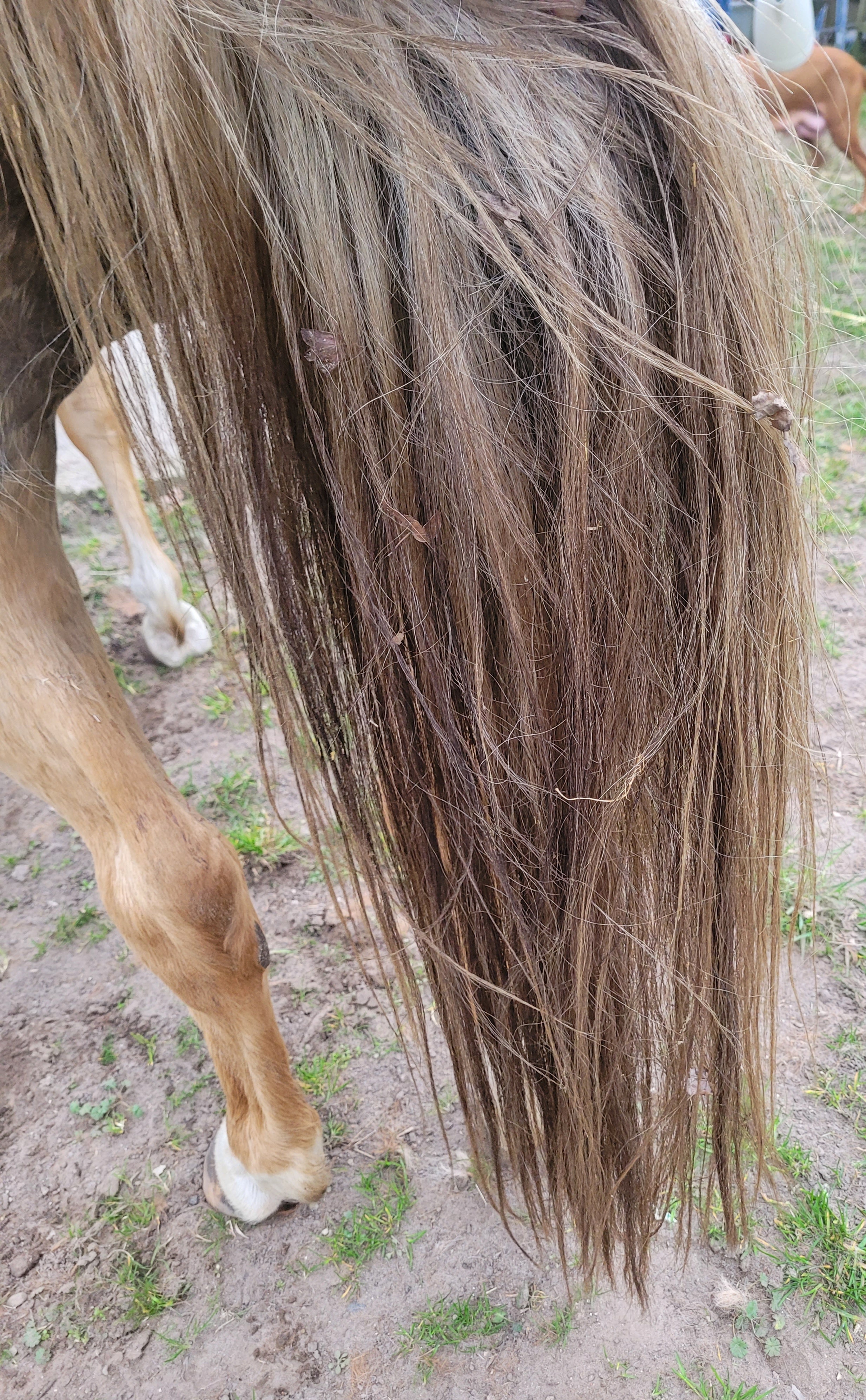 "Blitzeblank"(Art.-Nr. 023)