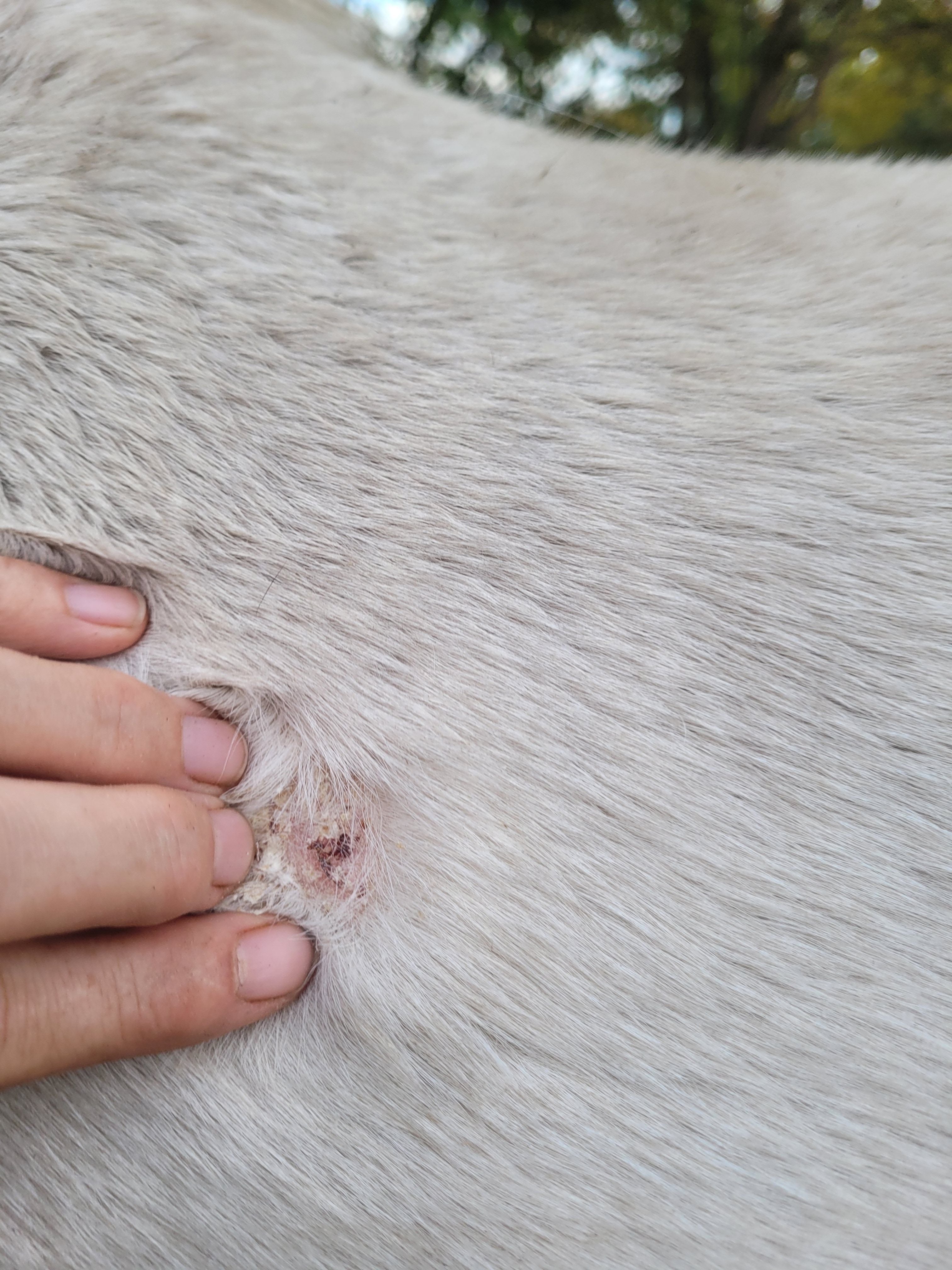 "Pilz-Ex" Anti-Pilz Tinktur (Art.-Nr. 027)