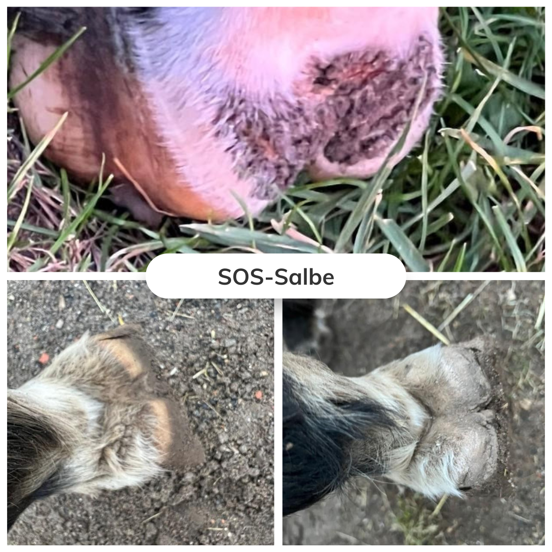 SOS-Set gegen Mauke- und Ekzemset für Hunde und Pferde (Art.-Nr. 028)