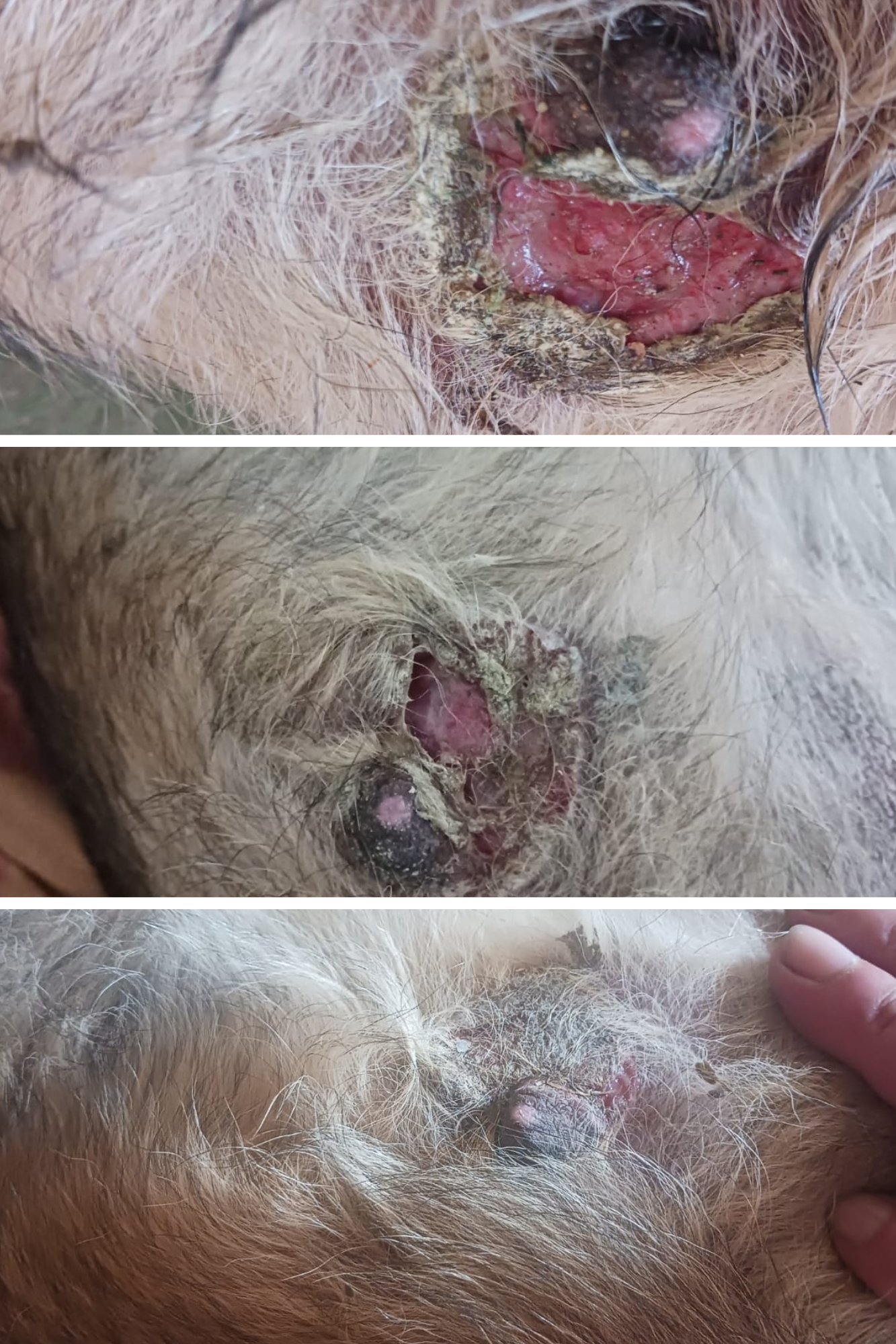 SOS-Set gegen Mauke- und Ekzemset für Hunde und Pferde (Art.-Nr. 028)