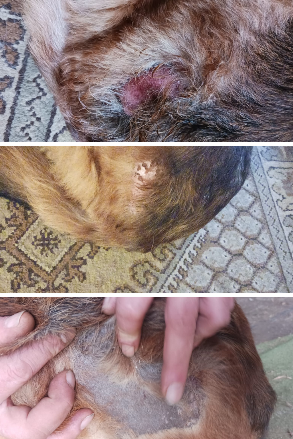 SOS-Set gegen Mauke- und Ekzemset für Hunde und Pferde (Art.-Nr. 028)