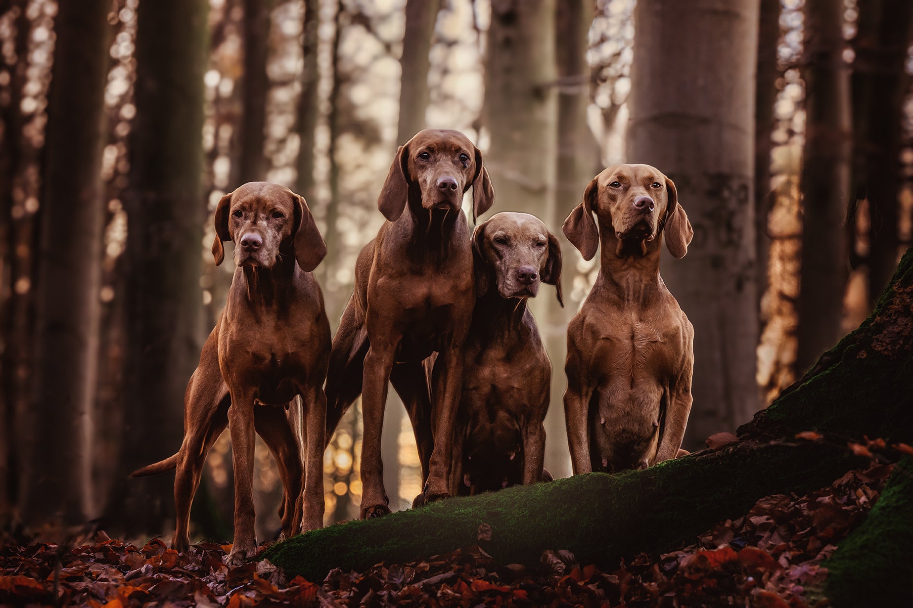 Vier Hunde im Wald bei FellLiebe