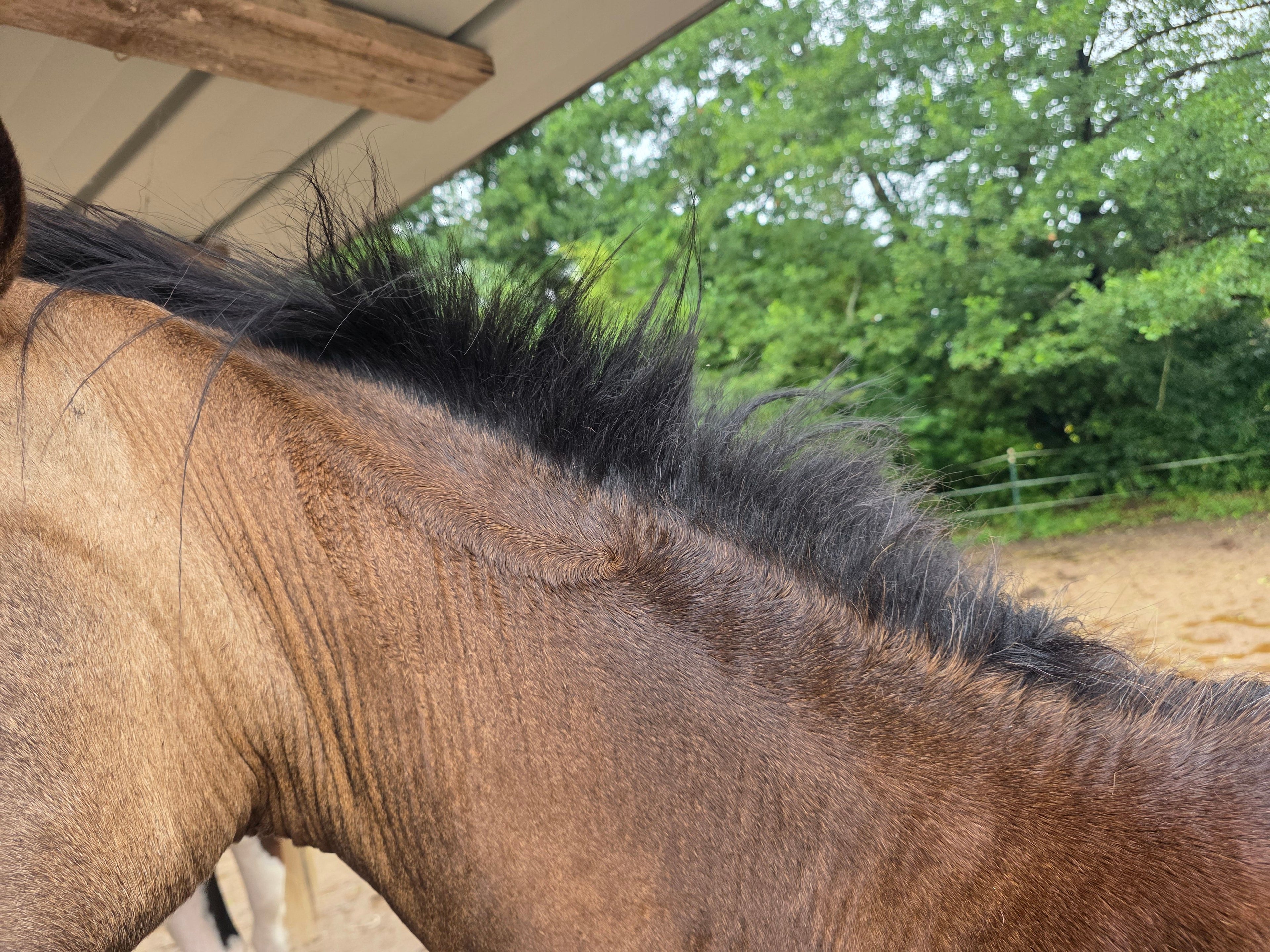 "Juck Ex" Öl gegen Juckreiz (Art.-Nr. 034)