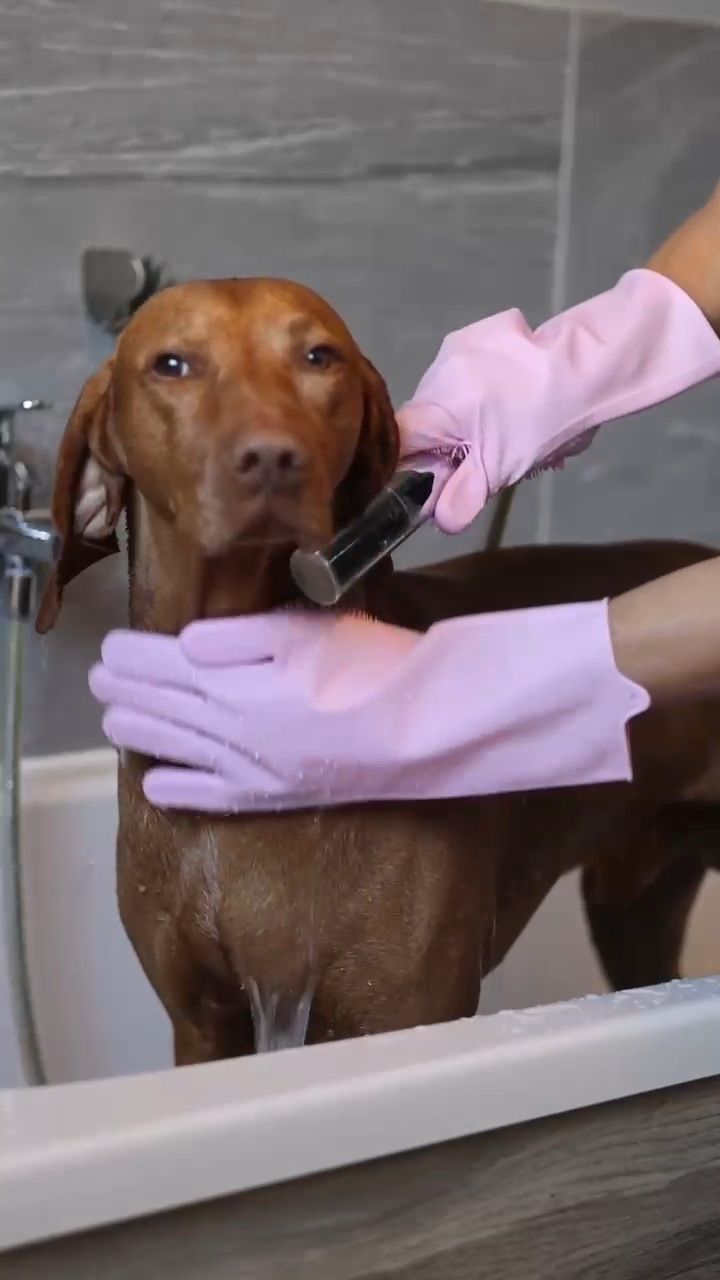 Waschhandschuh für Hunde (Art.-Nr. 033)