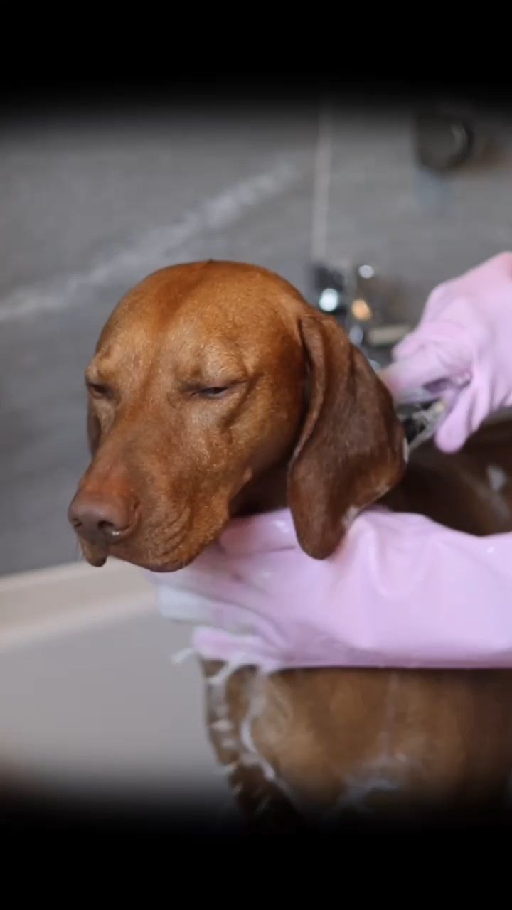 Waschhandschuh für Hunde (Art.-Nr. 033)